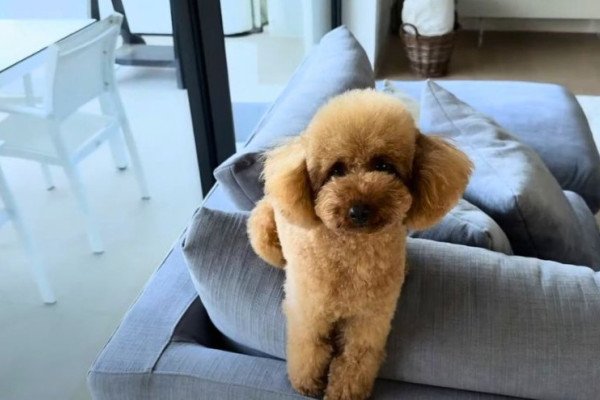 Cómo preparar a tu perro para su primera visita a la peluquería canina