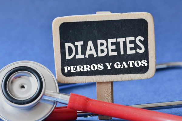 Diabetes en perros y gatos