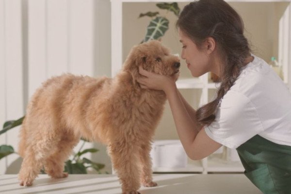 Los términos de peluquería canina más empleados