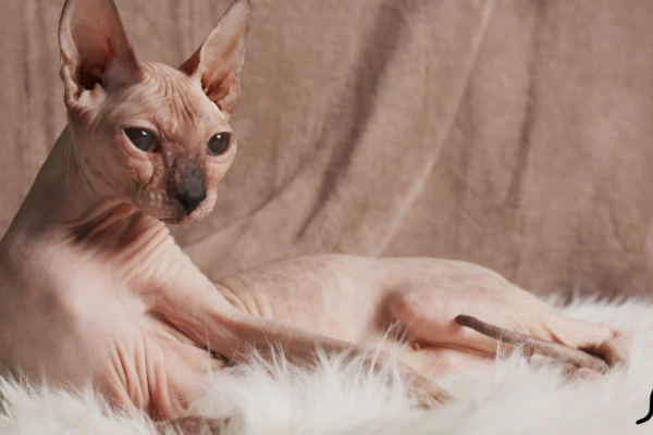 ¿Cómo cuidar correctamente de un gato egipcio?