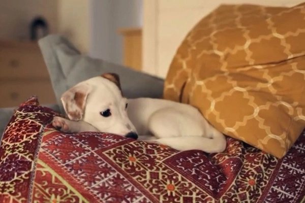 ¿Por qué los perros giran en círculos antes de dormir?