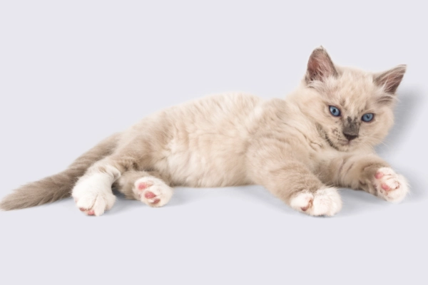 ¿Qué función tienen los bigotes de los gatos?