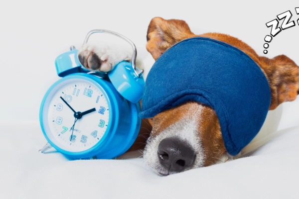 ¿Cuántas horas duerme un perro?