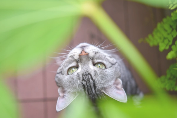 Plantas tóxicas para los gatos