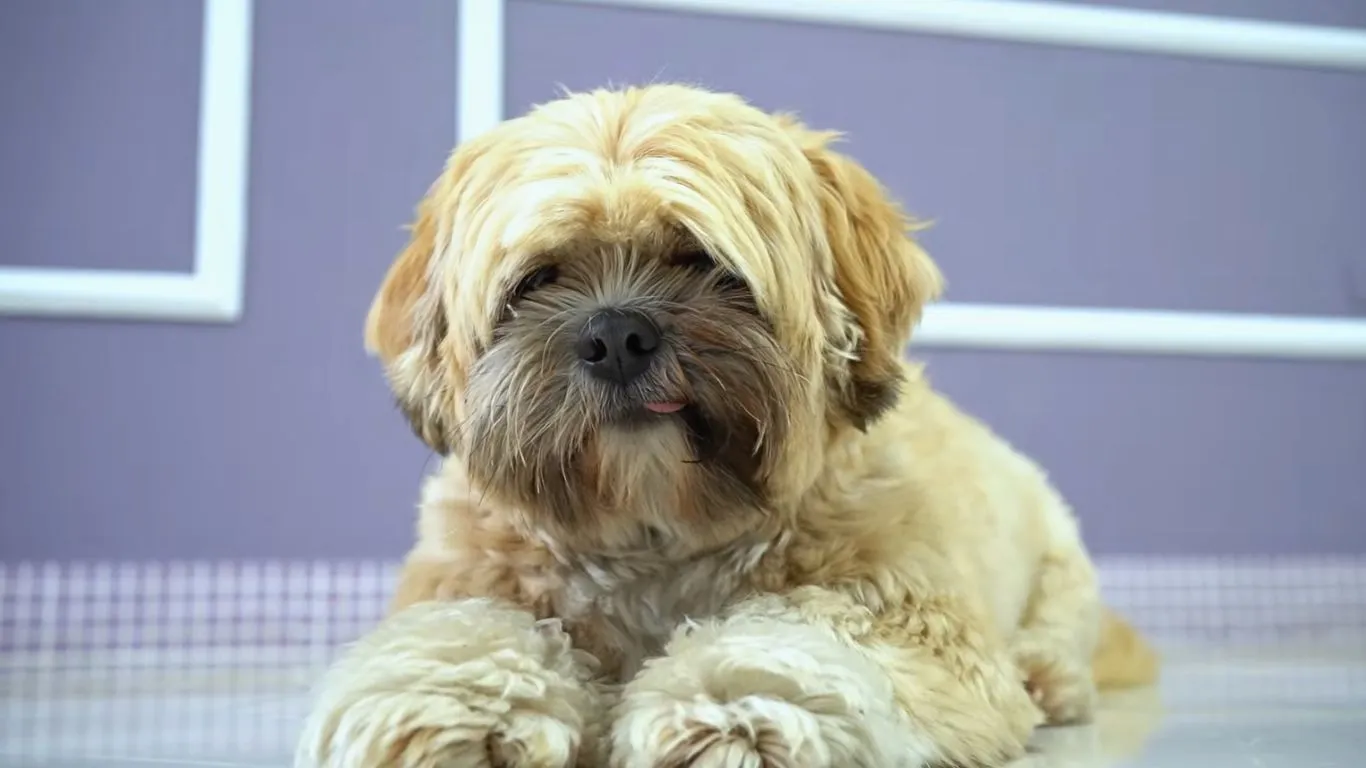 Perro Max tumbado después de una sesión de peluquería canina