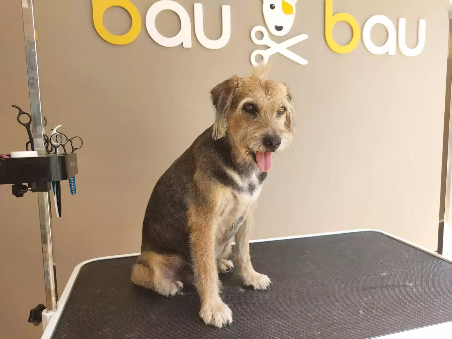 BAU BAU PELUQUERIA CANINA