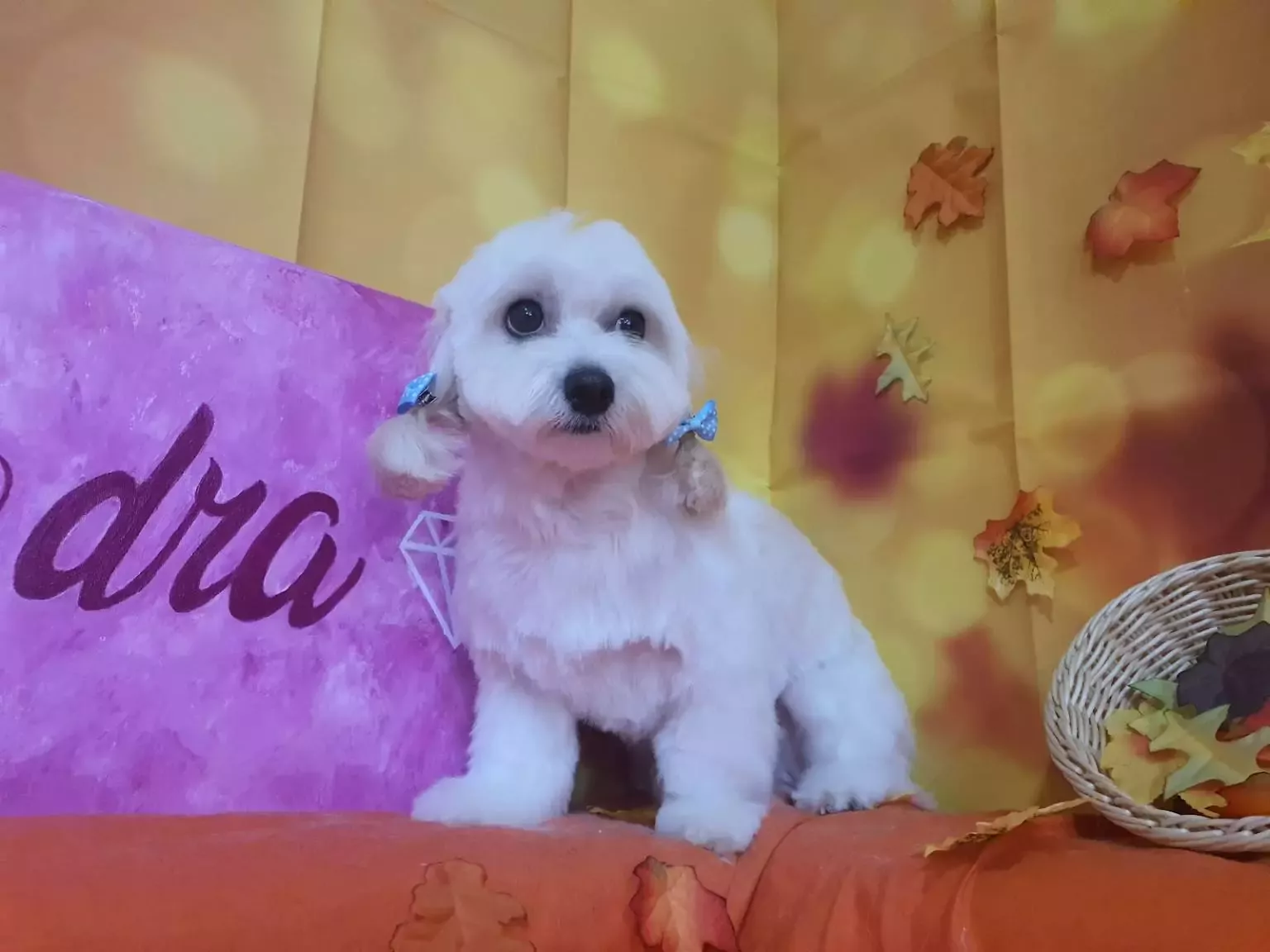 Kendra Estilisme peluqueria canina y felina