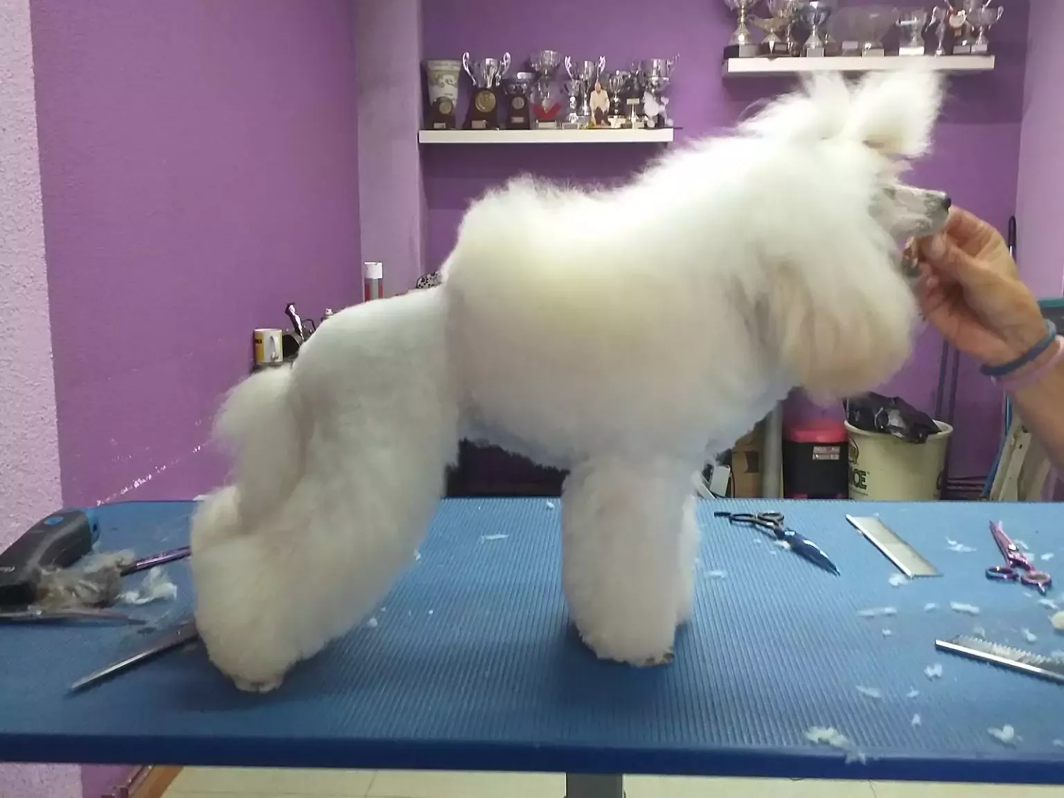 Peluquería canina Adriana Medina