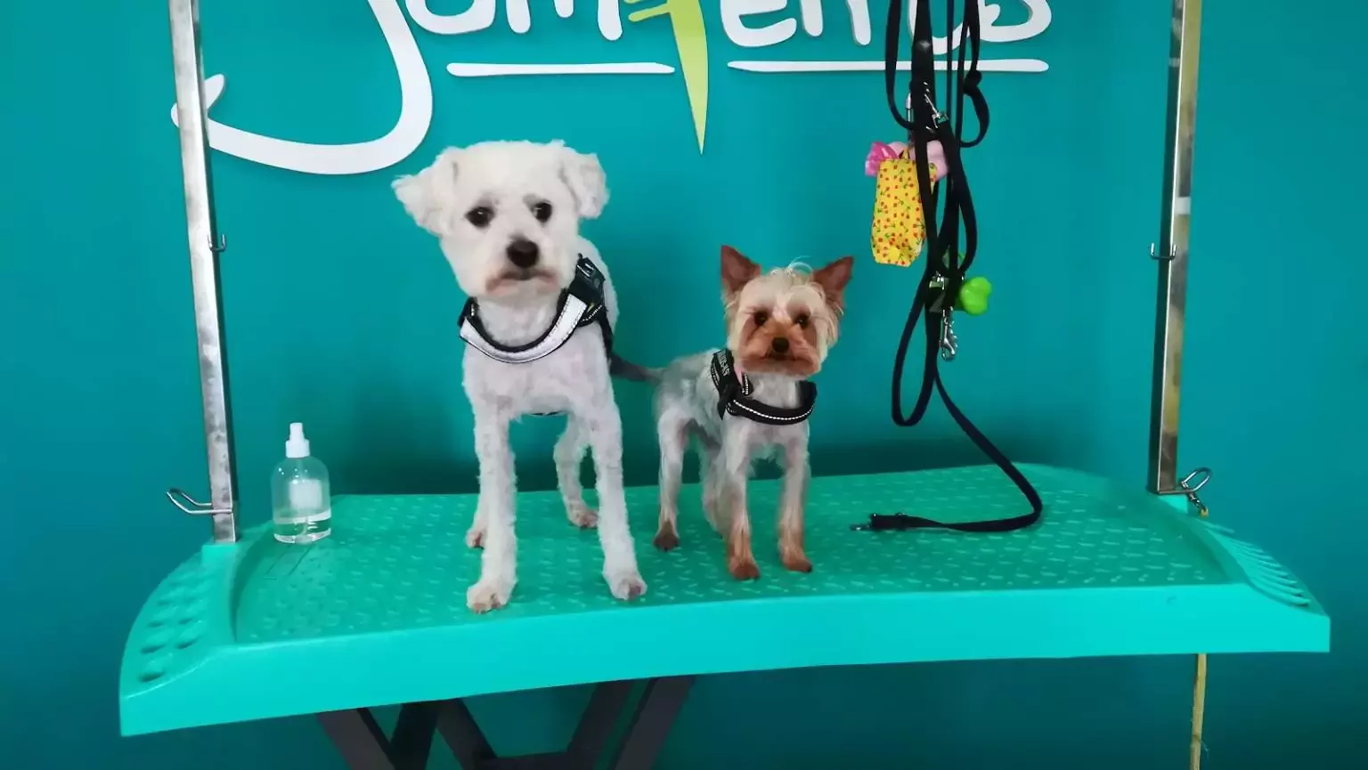 Peluquería Canina Gamperros