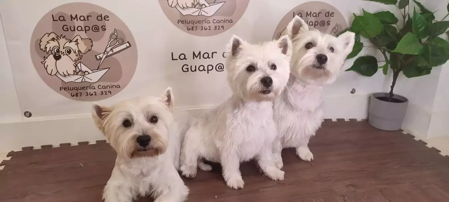 La Mar De Guapos Peluqueria Canina