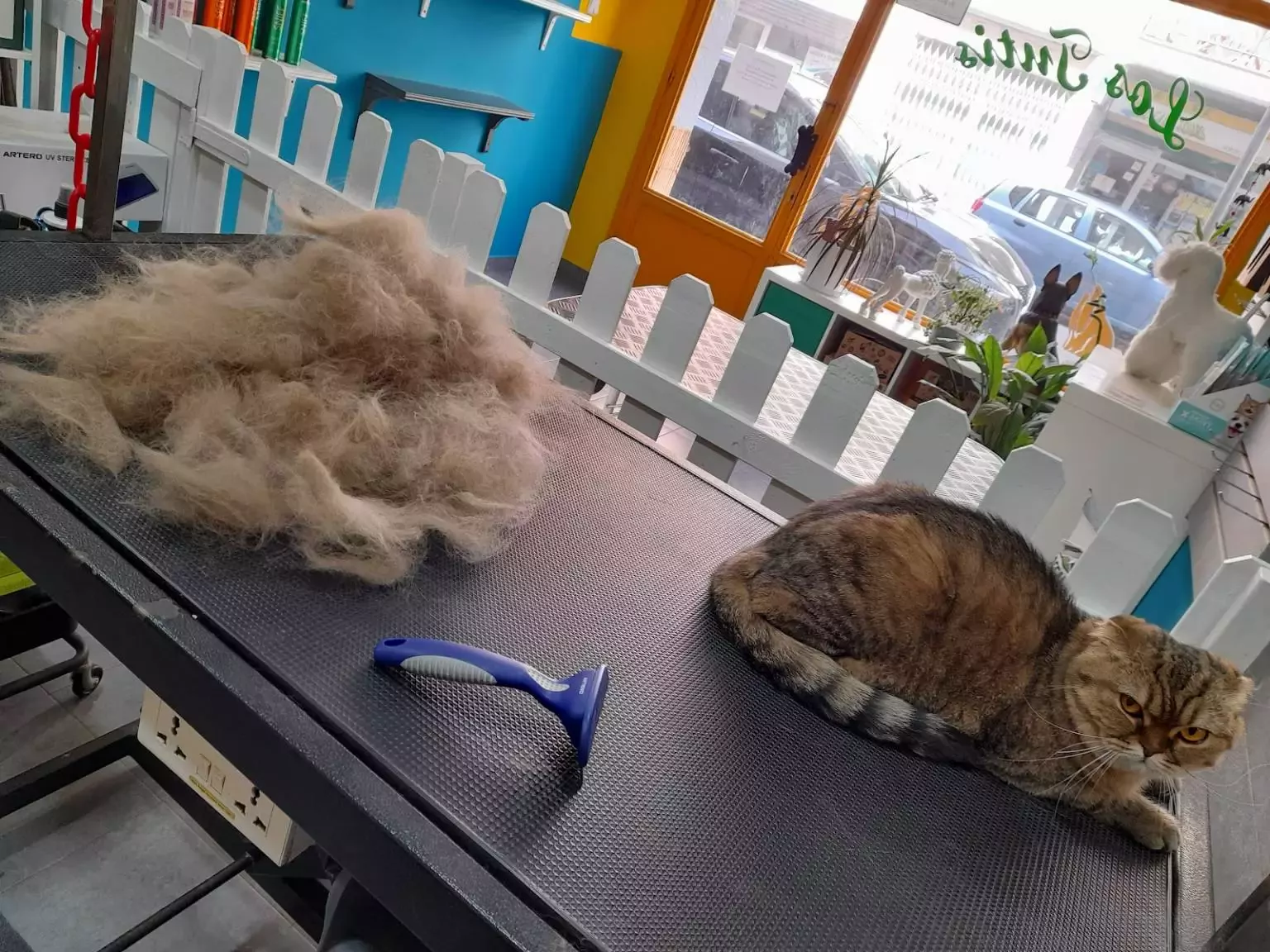 Peluquería Canina y felina LOS TUTIS