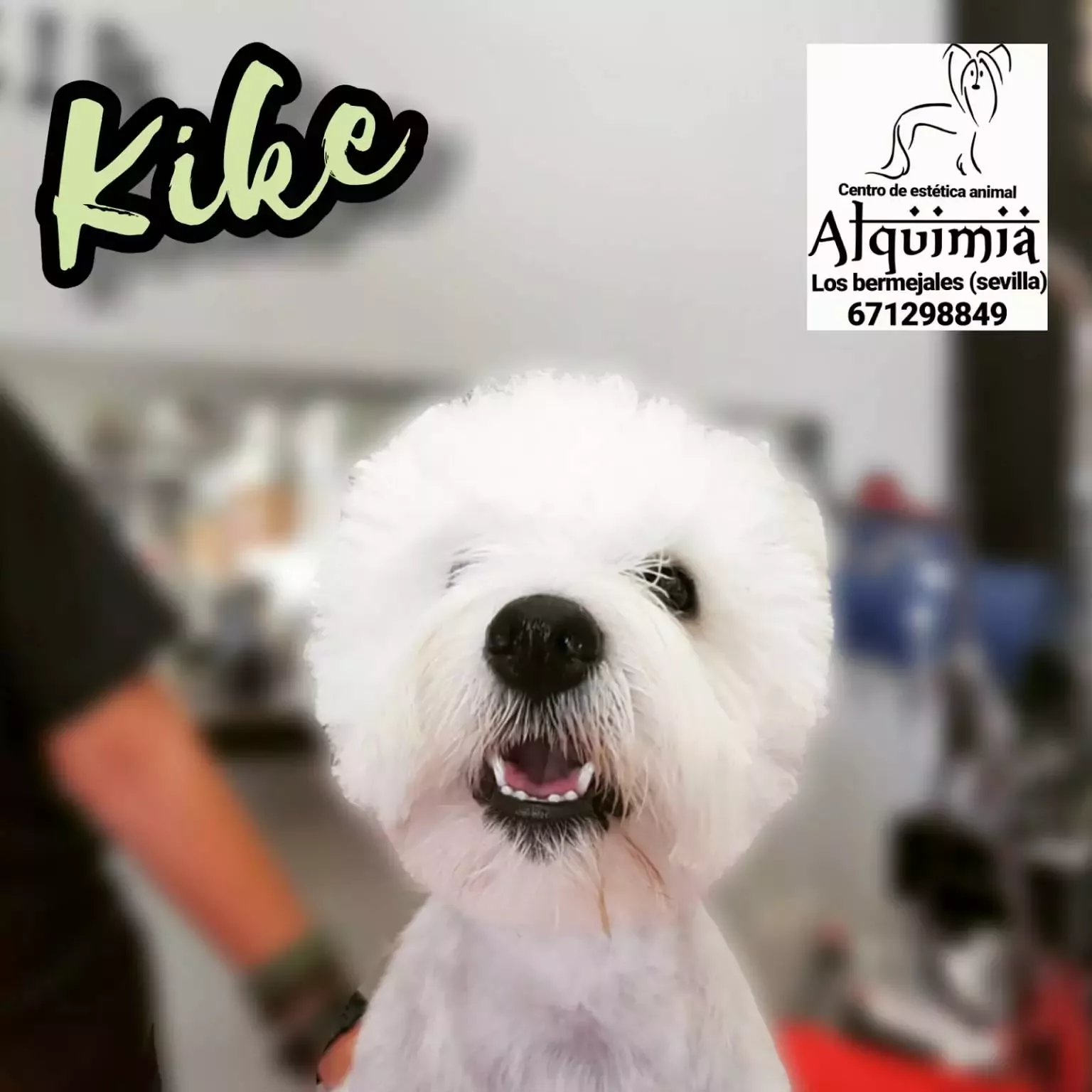 Alquimia peluquería canina sevilla