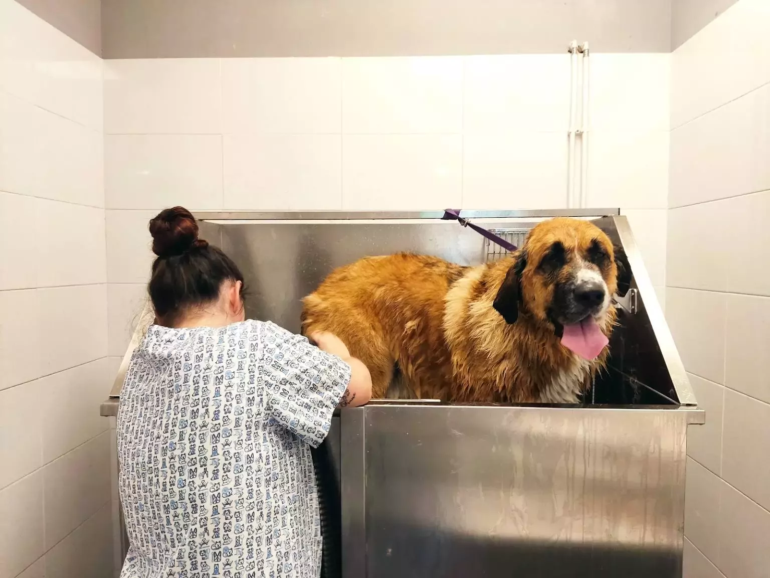 Akira y Ahora peluquería canina