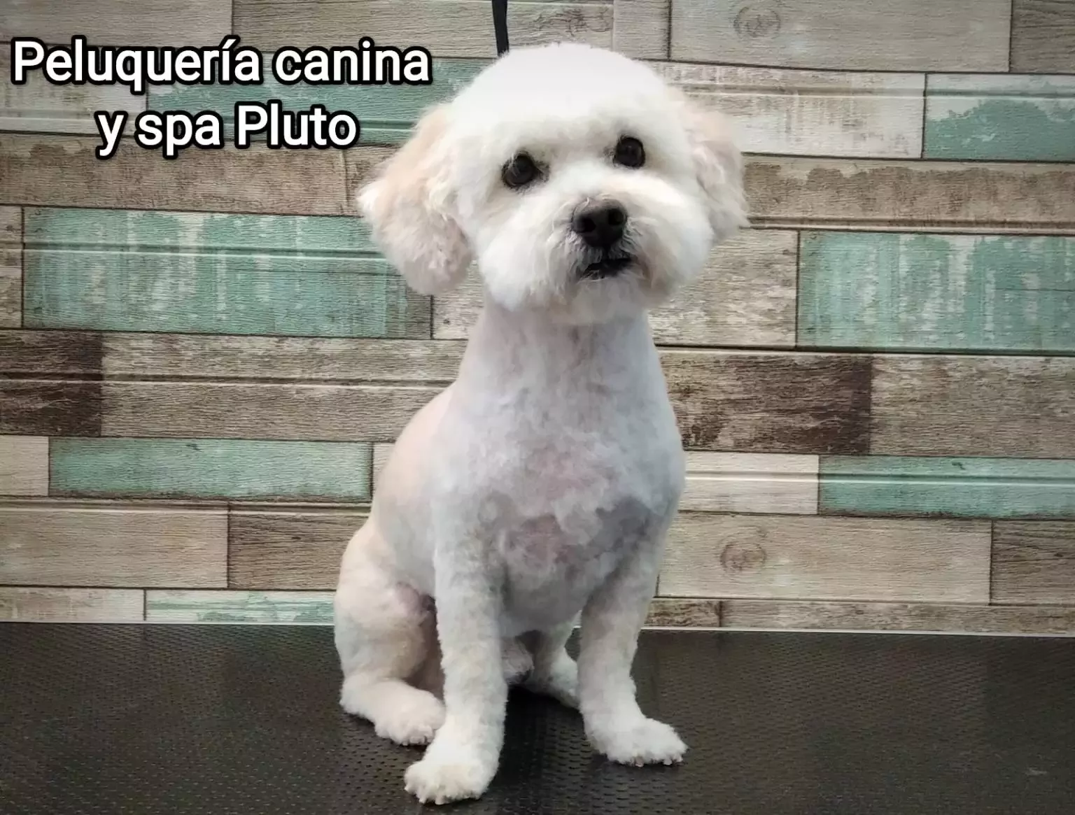 Peluquería canina y spa Pluto