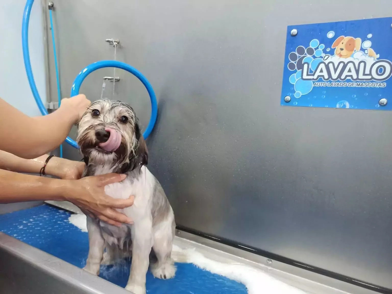 Tu centro de lavado y peluquería canina y felina en Gijón