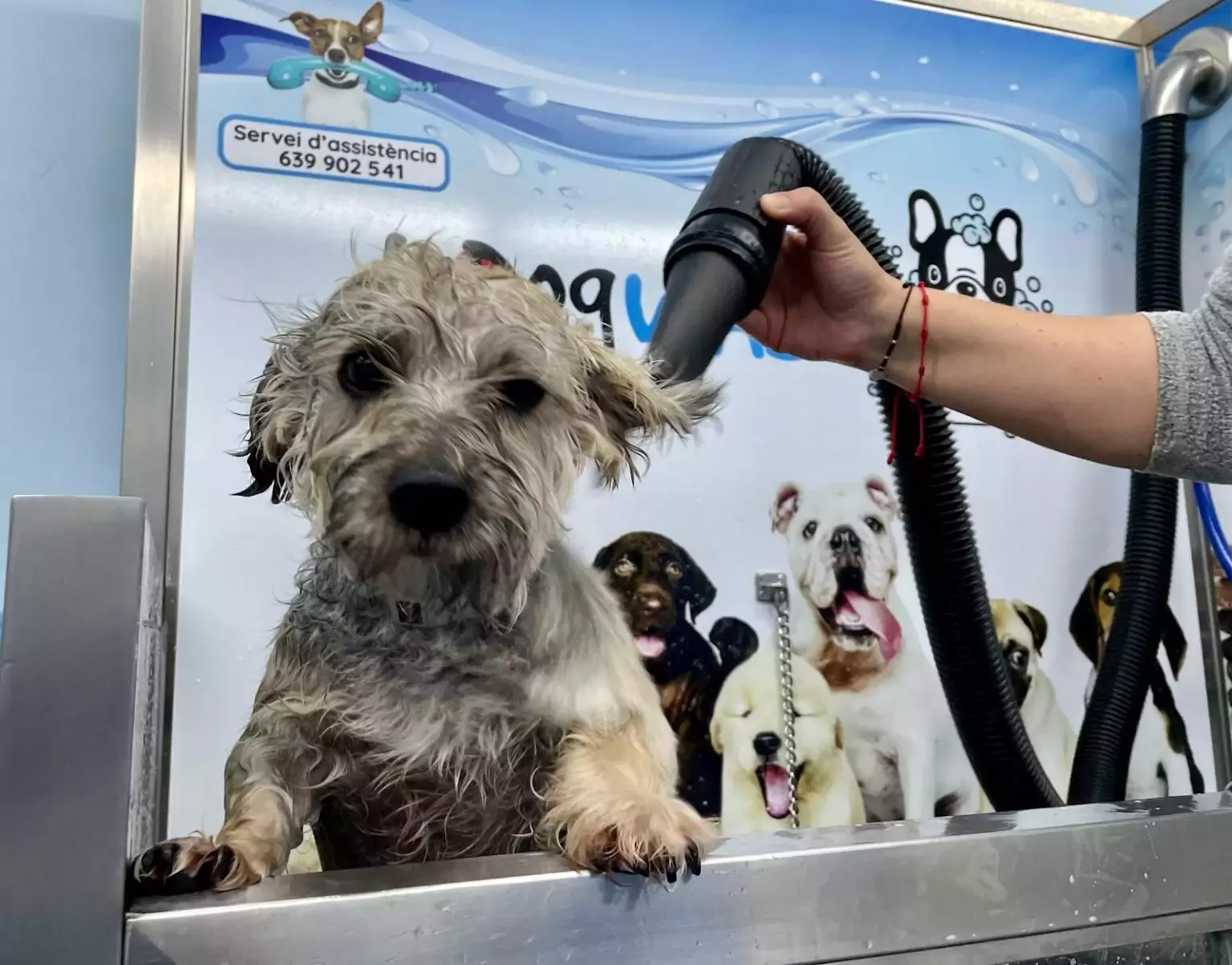 I Love Dog Wash Sabadell