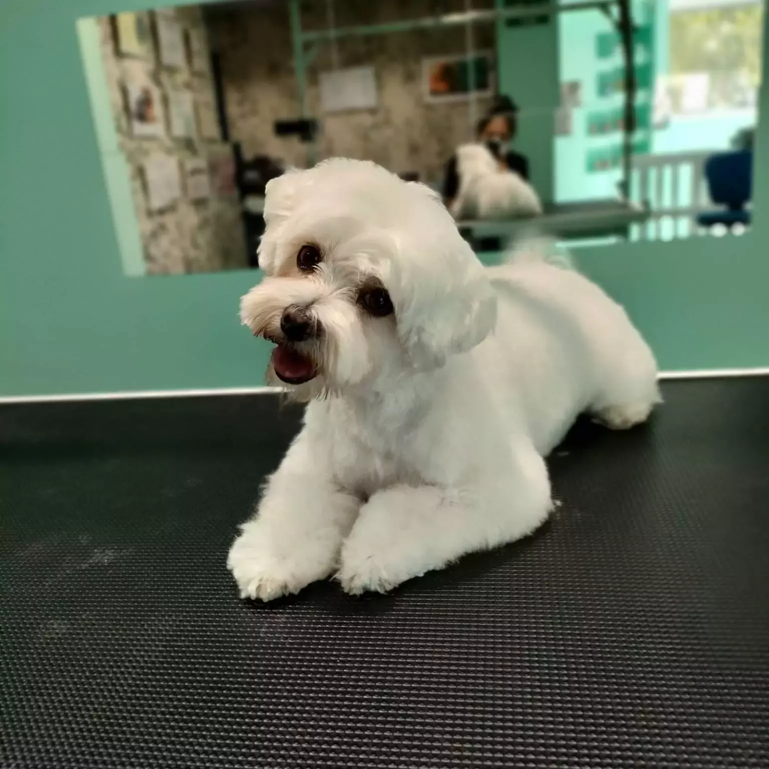 Wendy Peluquería Canina Buztintxuri