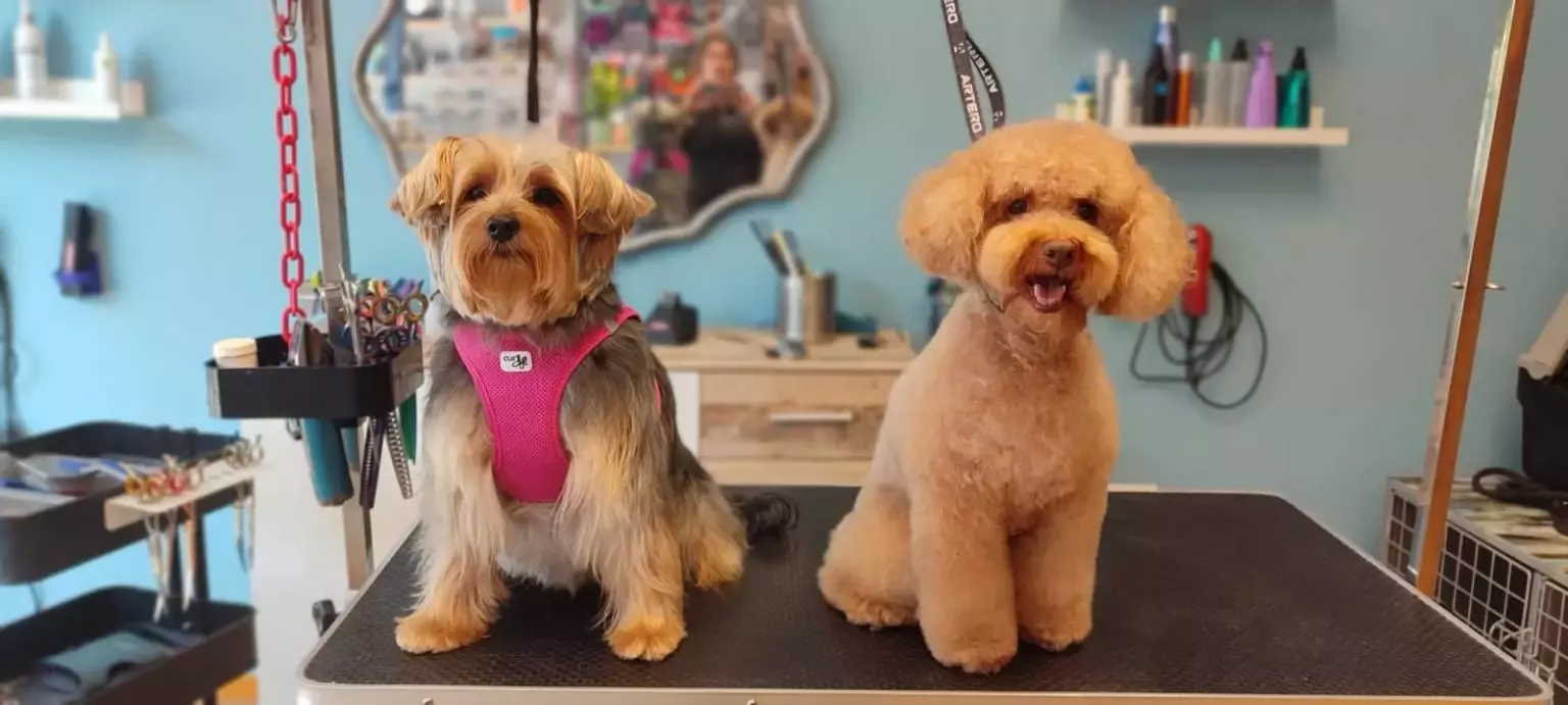 Cucos peluquería canina