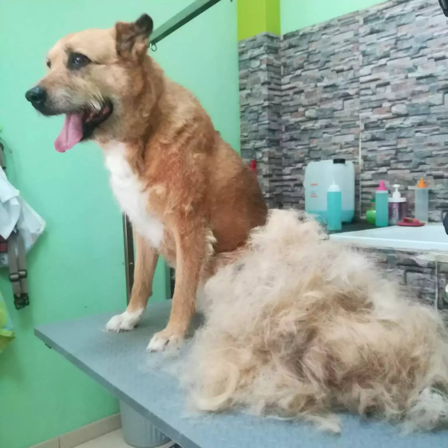 QUE GUAU! Peluqueria alimentacion y complementos para mascotas