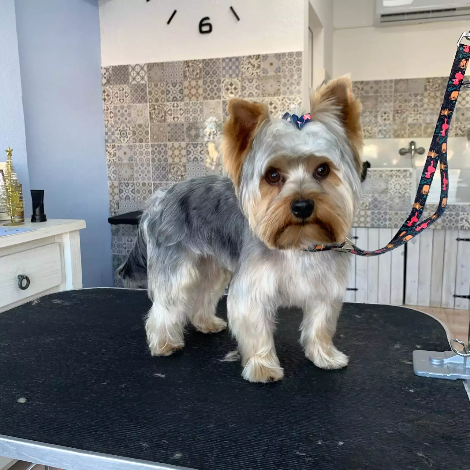 Peluquería canina Ross