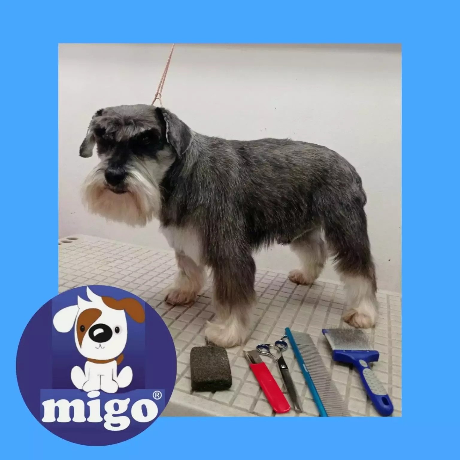 Migo Centro de Estética Canino