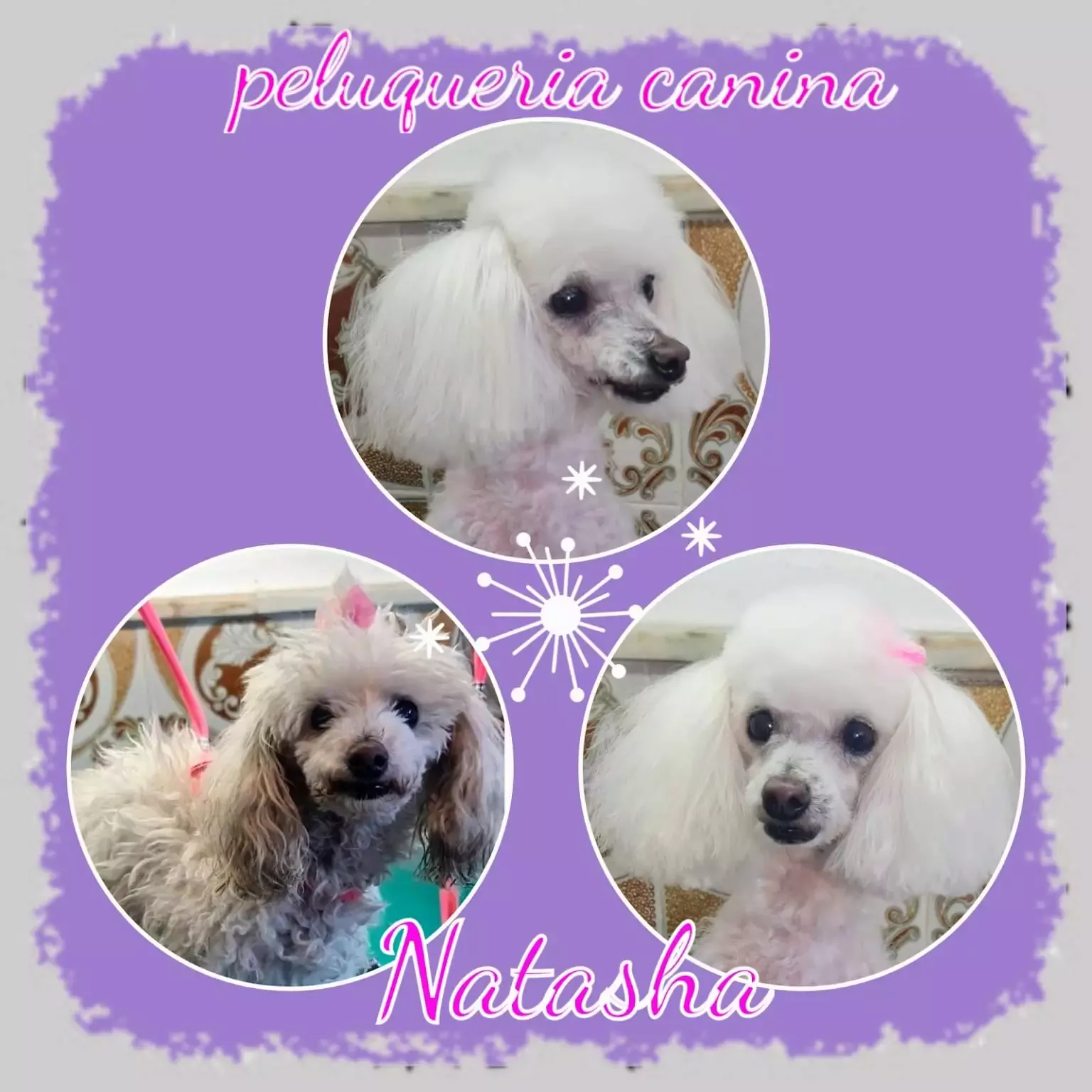 Peluqueria Canina Natasha