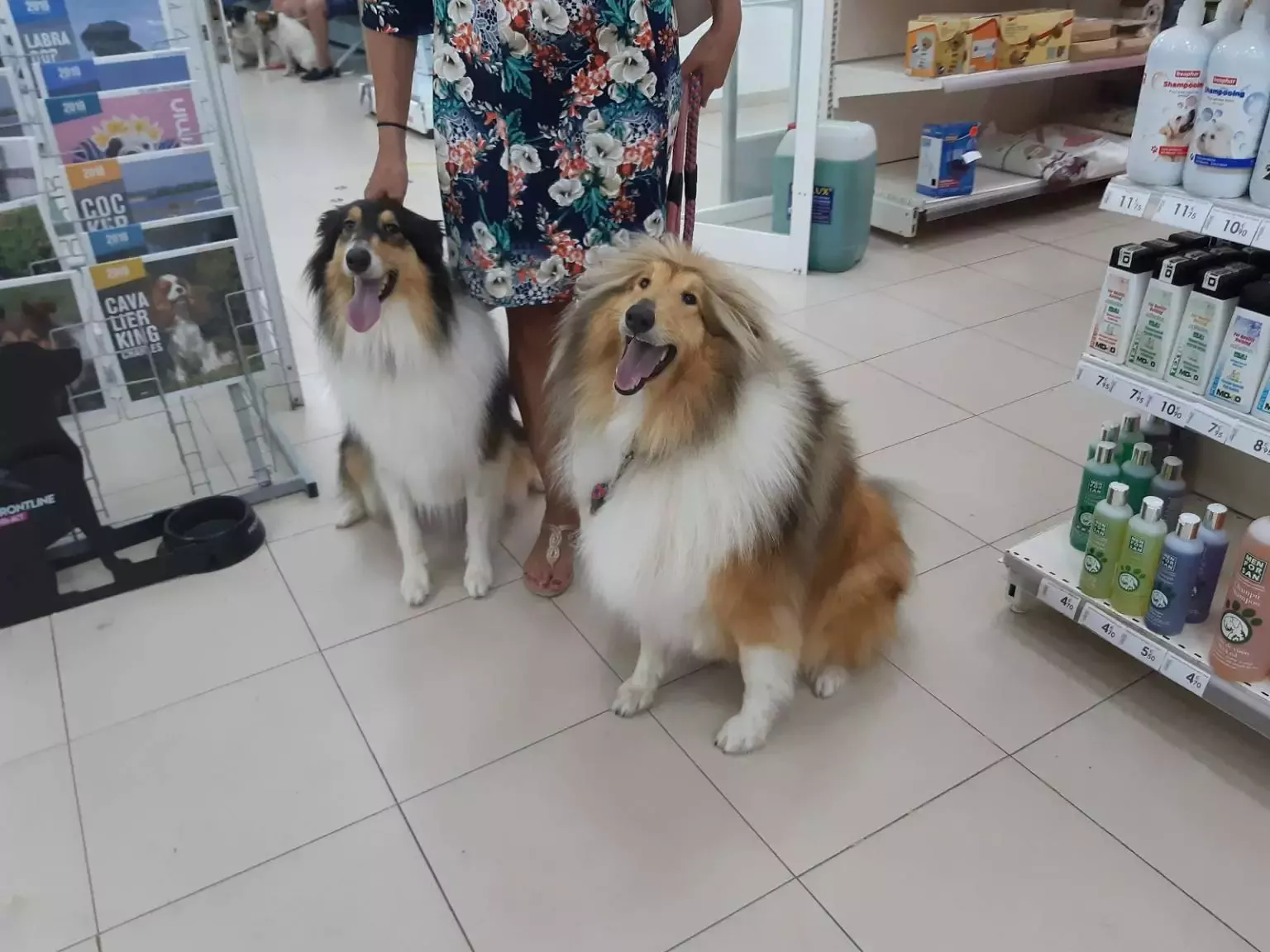 Mascotas Ávila Chiclana