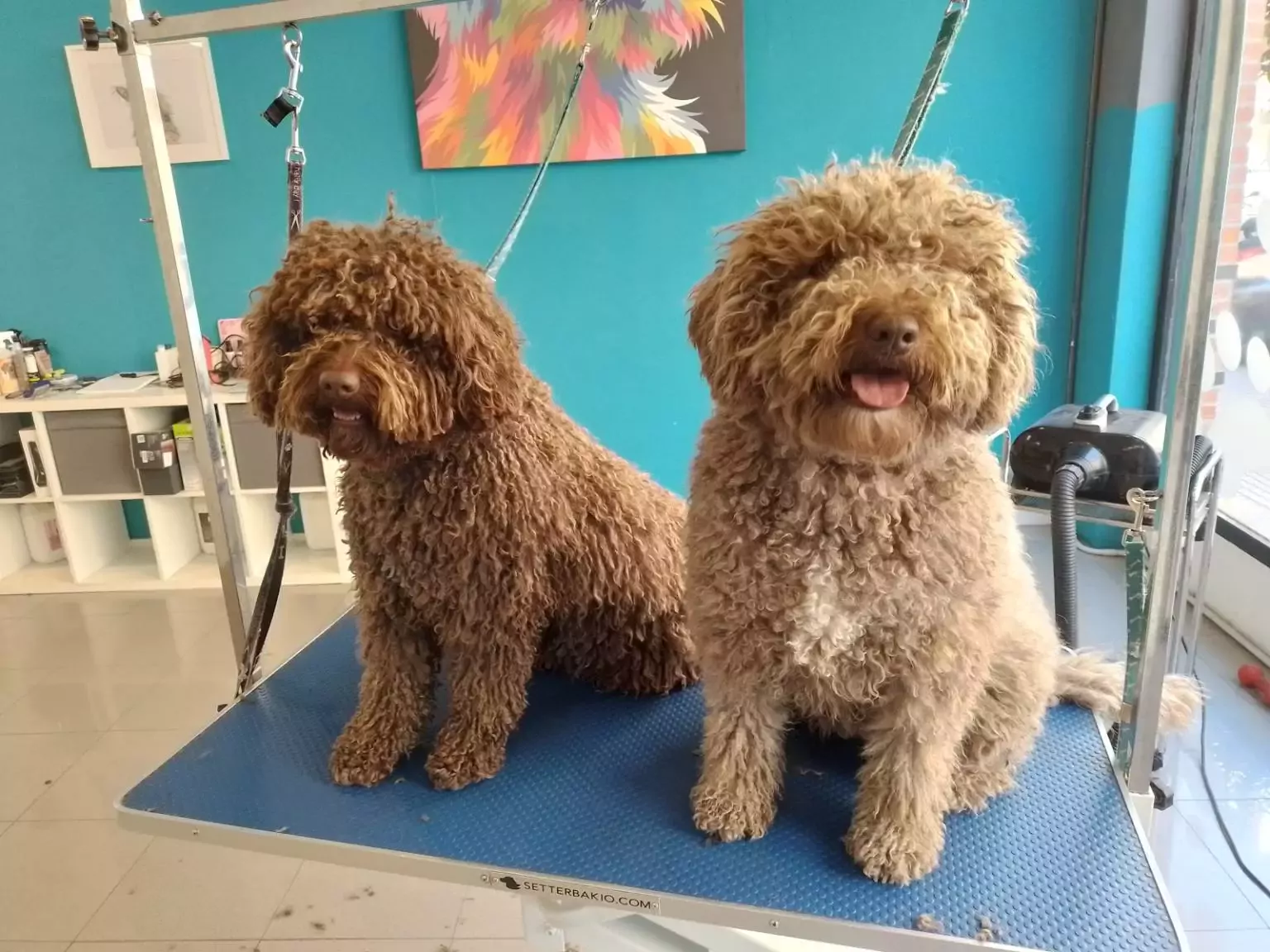 Peluquería Canina Con Perros y a lo Loco