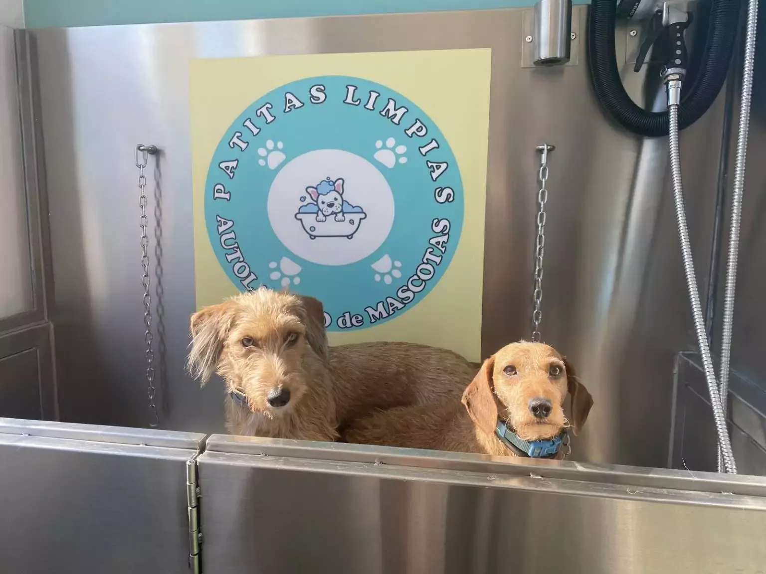 Autolavado y Peluquería Canina Patitas Limpias