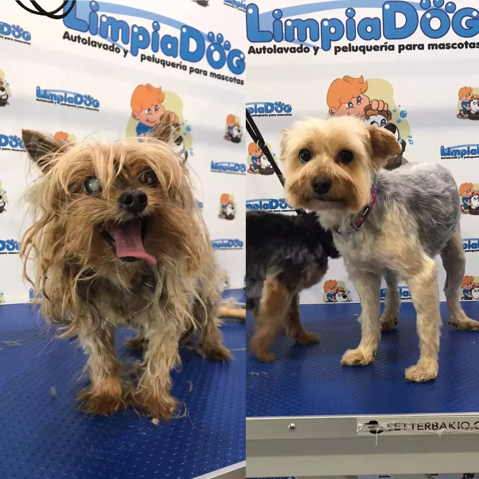 Limpiadog Majadahonda