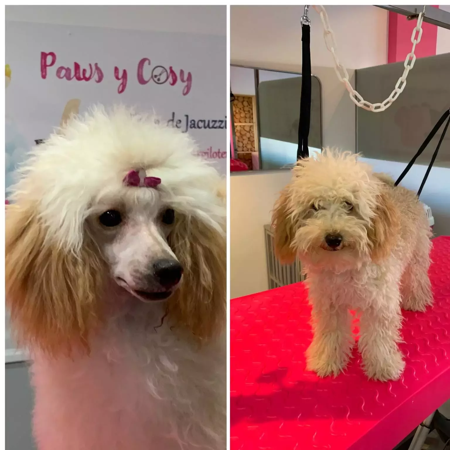 Paws y Cosy by Rose SPA y Peluqueria Canina