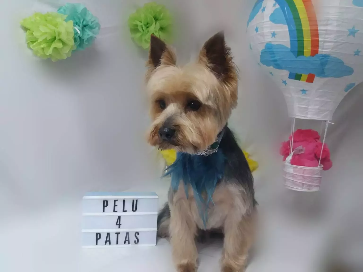 Peluqueria Canina 4Patas Torrelavega