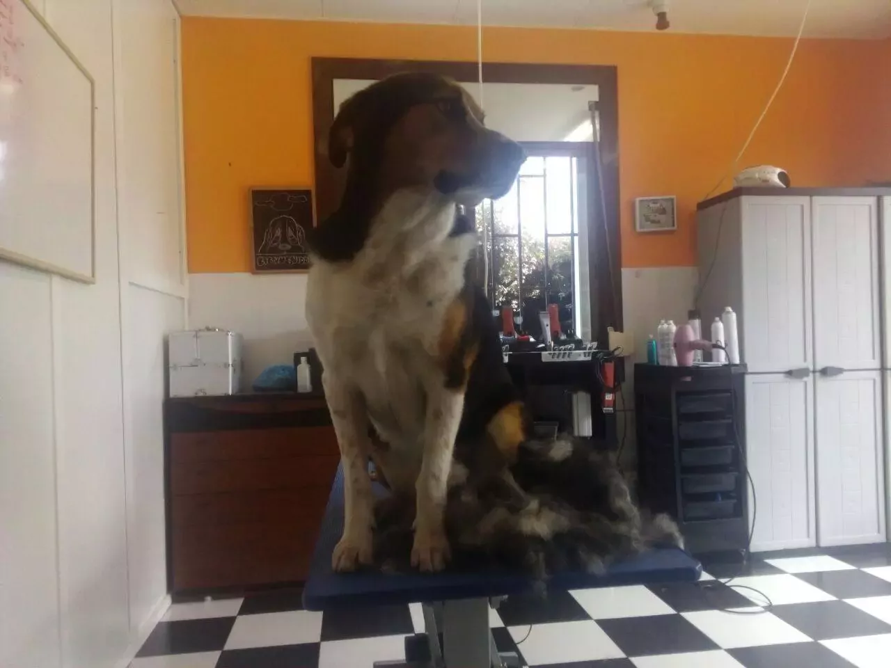 Ana Fraga Peluquería Canina