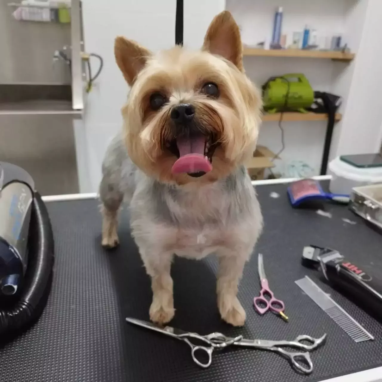 La Peluquería Canina de Laurita