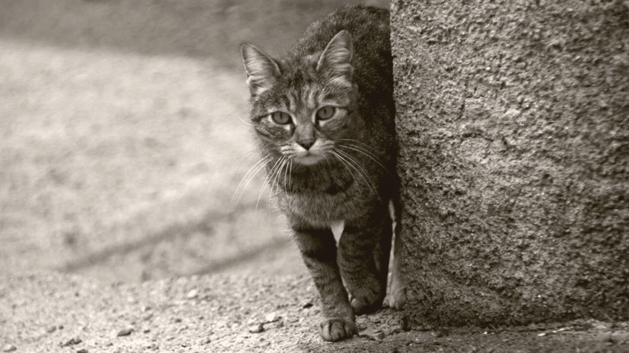 ¿Qué hacer si mi gato se pierde?