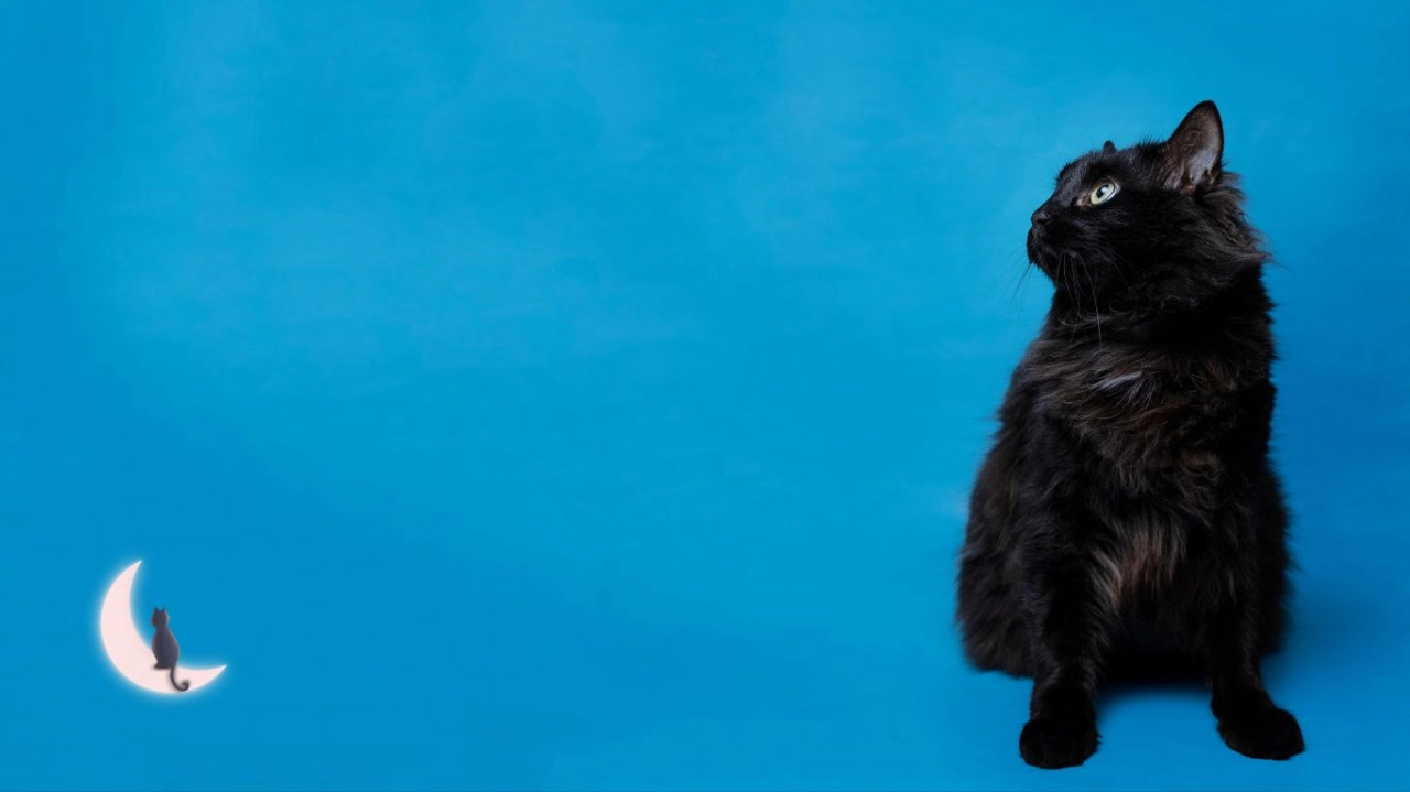Gatos negros: más allá de los mitos