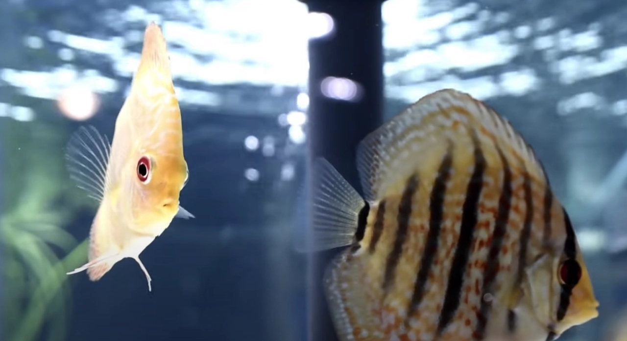 Características de los peces de agua dulce según su especie.