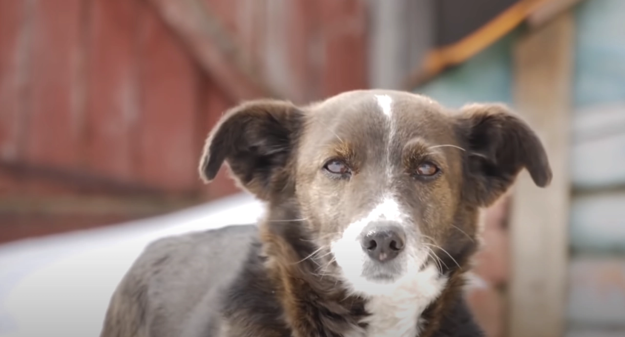 Cosas increíbles que los perros perciben de las personas