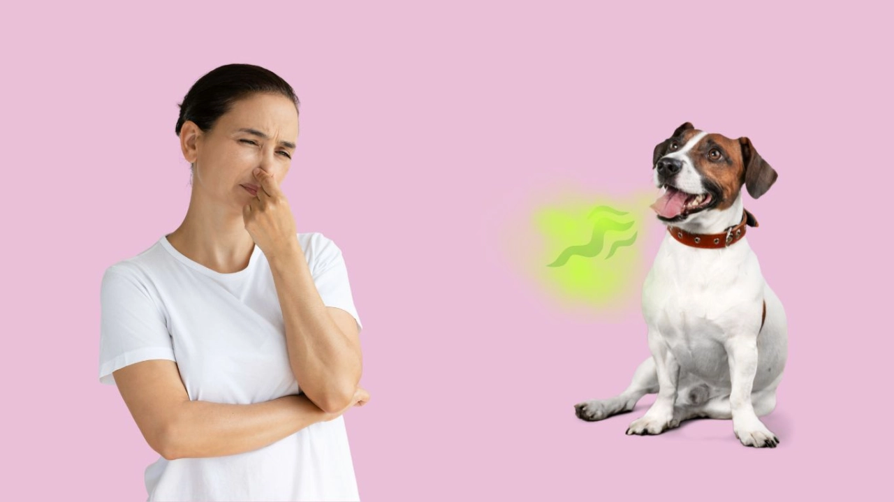 Halitosis canina: Te decimos cómo quitar el mal aliento de tu perro