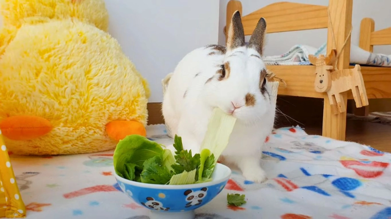 Alimentación de un conejo doméstico