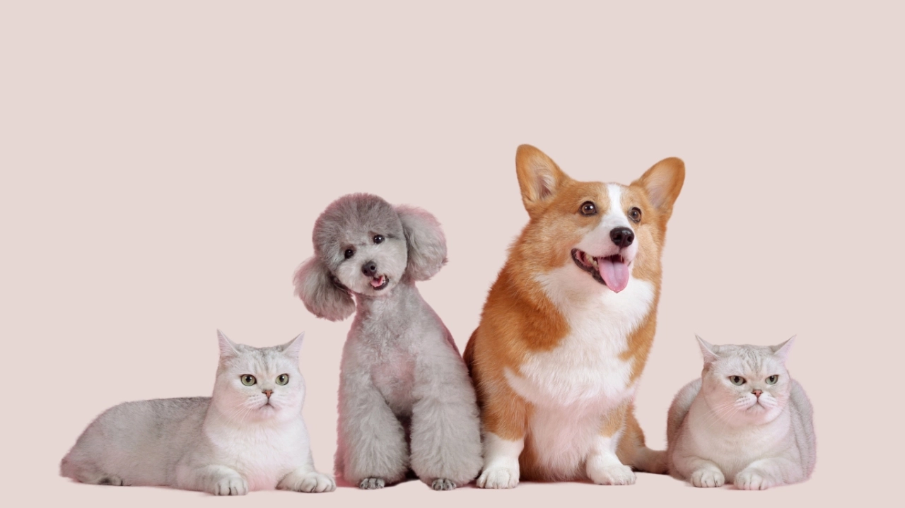 Dos gatos de color blanco, un perro de raza Pembroke y otro con pelaje gris, posando en una foto