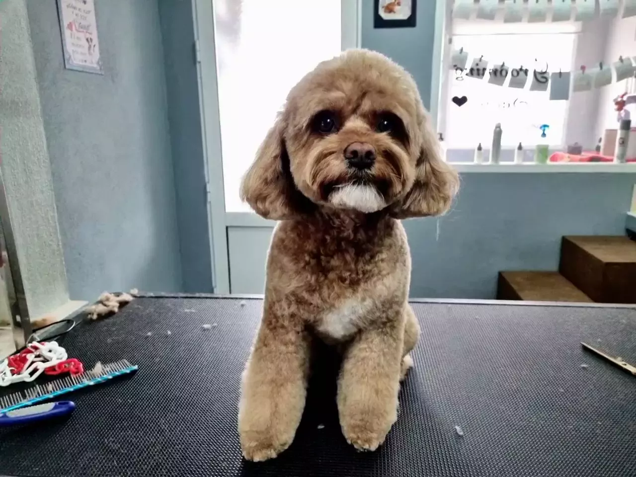 Brenda Peluquería Canina