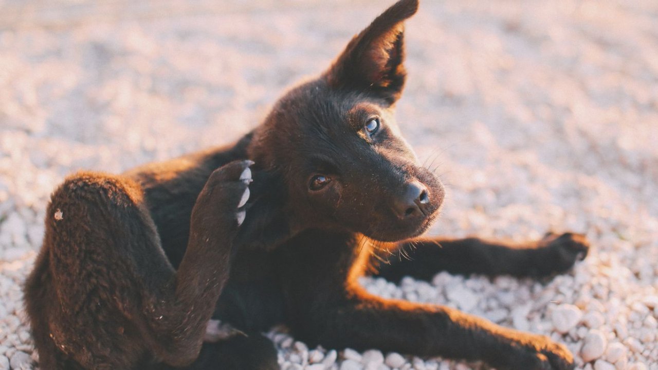 Tratamientos especiales para perros con piel sensible: