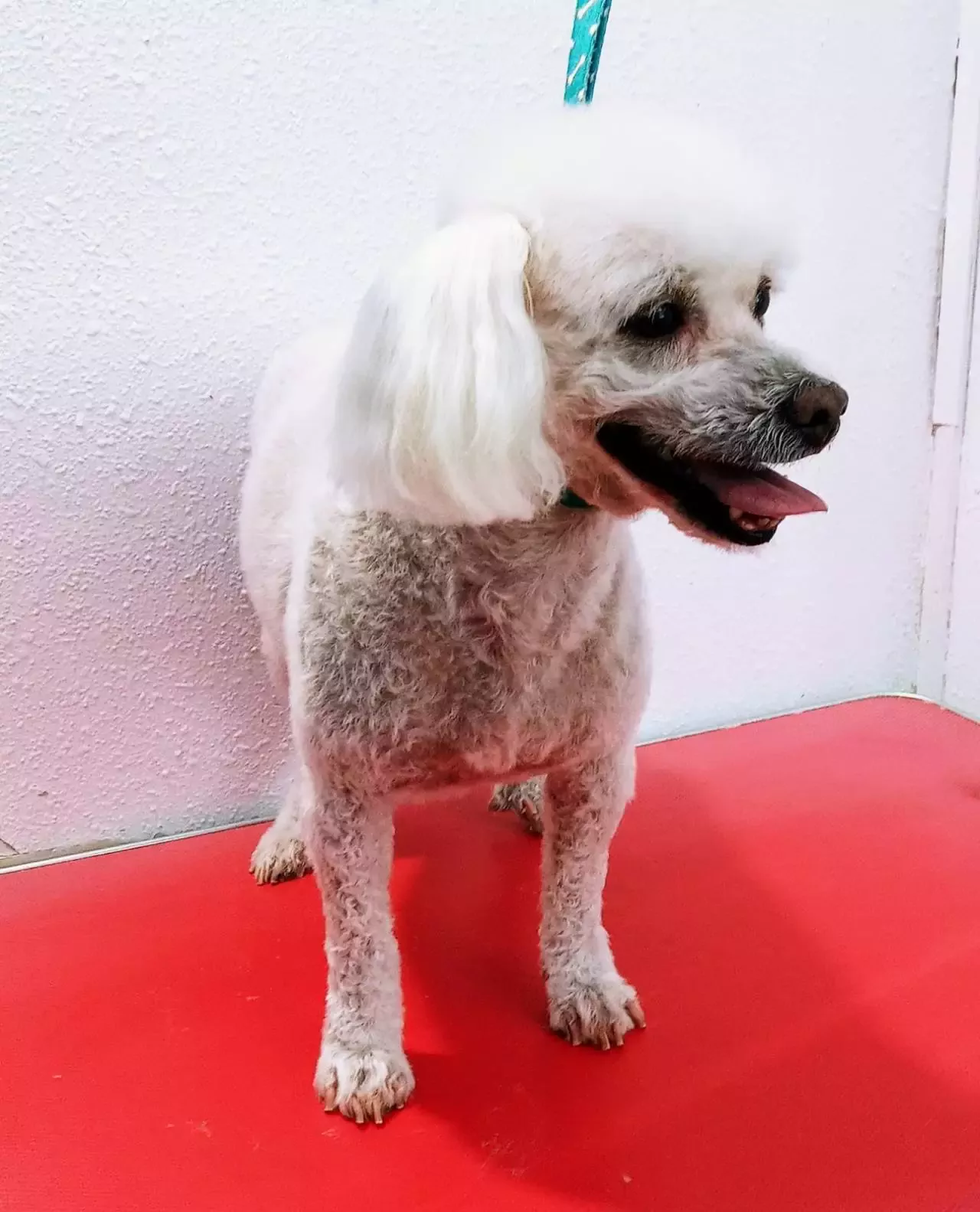 Peluqueria Canina 