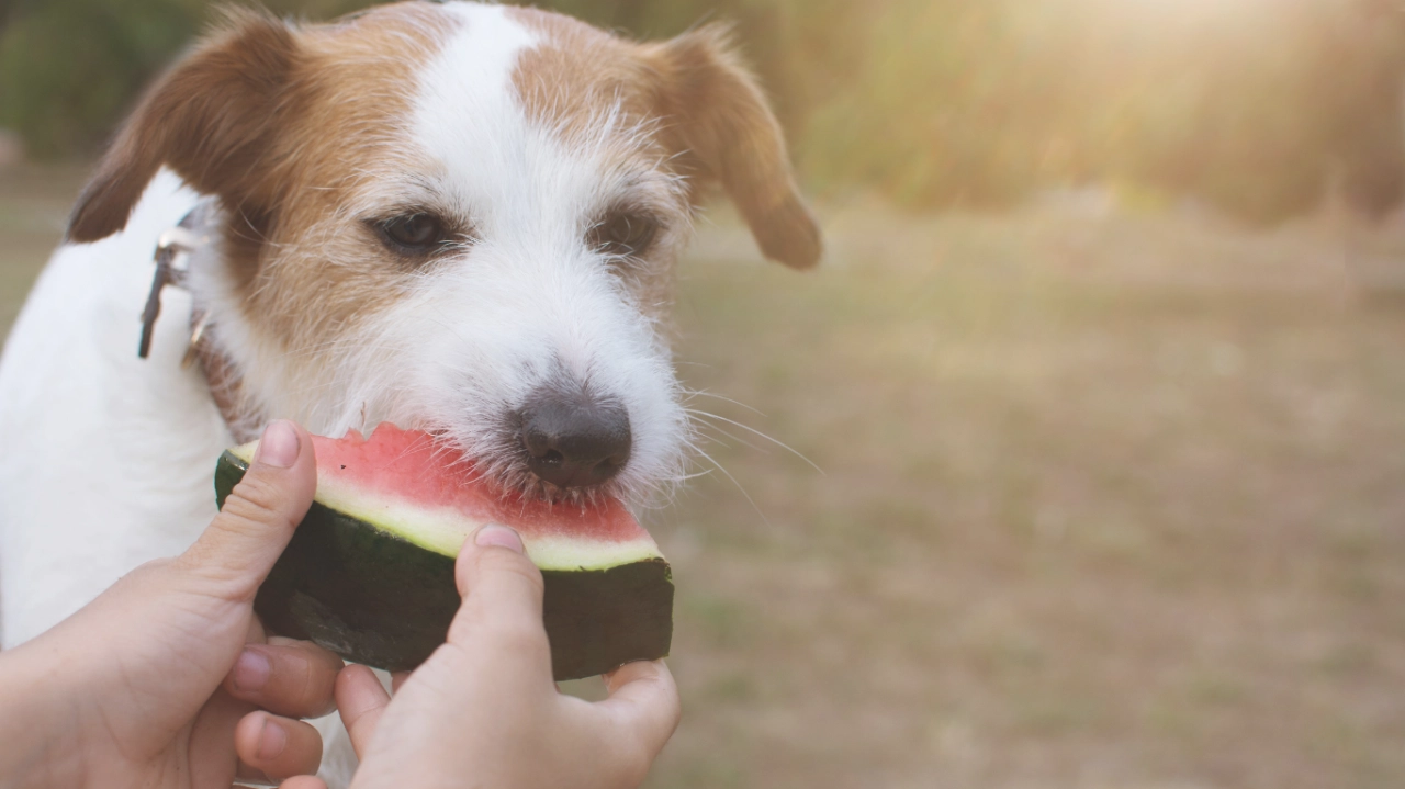 Vegetales Y Frutas Para Darle Al Perro