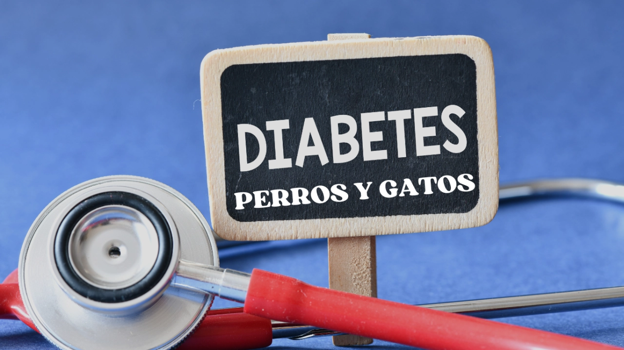 Diabetes en perros y gatos