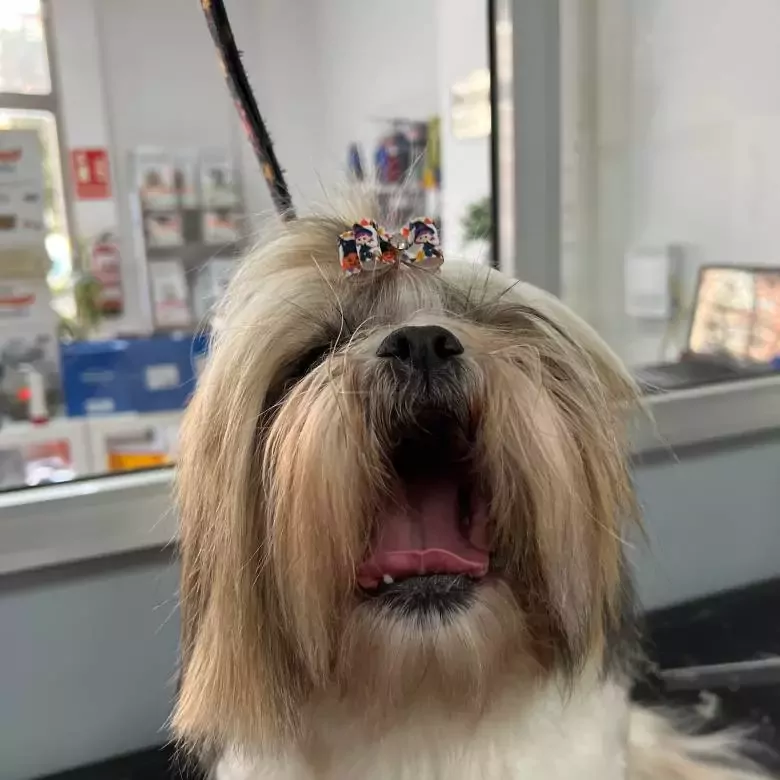 Peluquería Canina Orión