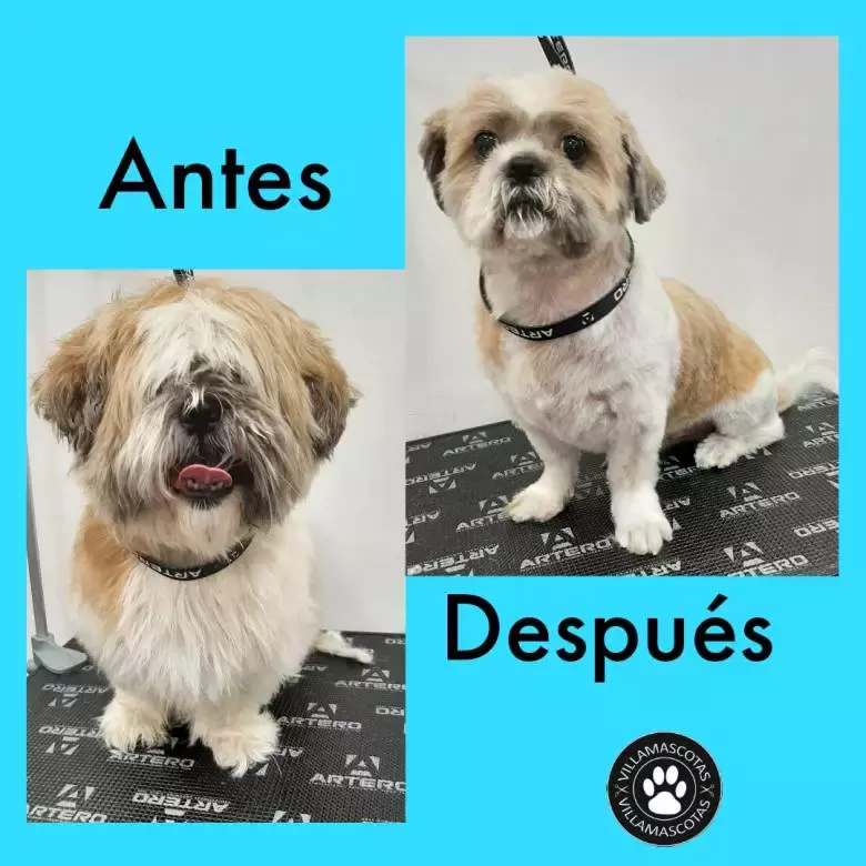 Villamascotas Burjassot tienda de mascotas peluqueria canina