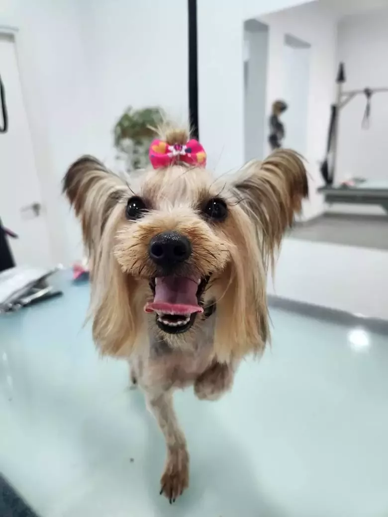 Peluquería canina Canvalier