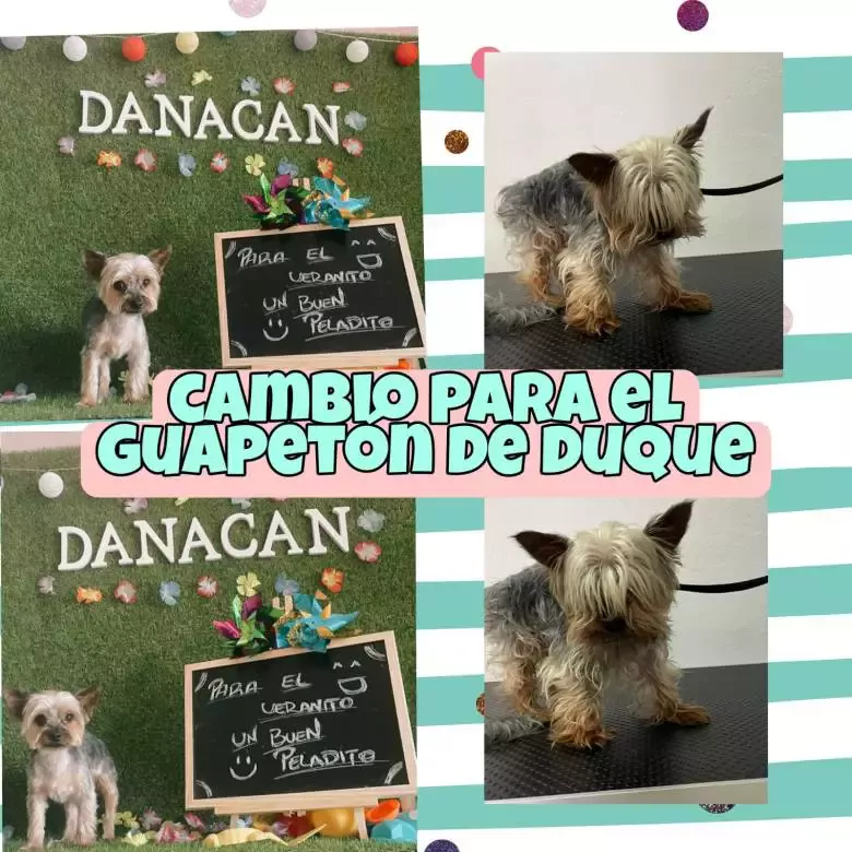 Peluquería Canina Danacan